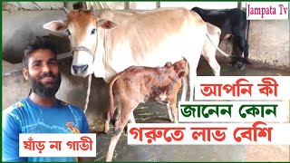 আপনি কী জানেন‌ কোন গরুতে লাভ বেশি ‌ ষাঁড় না গাভী [upl. by Seale]