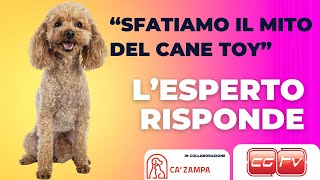 Sfatiamo il mito del cane TOY [upl. by Urian]