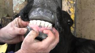 Estimating Cattle Age by Dentition [upl. by Hong]