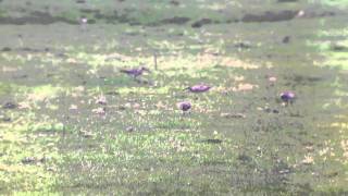 Whimbrel  Holme Fleet Cowpen Bewley Marsh Durham [upl. by Iak585]