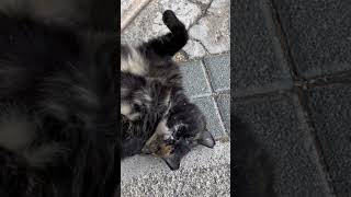 Mother cat  Fat cat belly  PotBellied cat  Fat cat belly [upl. by Grishilde]