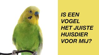 Is Een Vogel Het Juiste Huisdier Voor Mij [upl. by Chally]