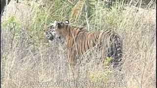 Tiger walking in the dry jungle of central India [upl. by Aural]