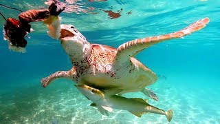 Swimming with Sea Turtles [upl. by Tania]