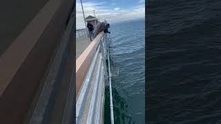 Winter black mouth is here 01202024 King salmon fishing from public pier in Puget sound WA state [upl. by Rice]