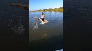 Friendly Pelican shorts saltlife florida [upl. by Rask561]