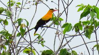 Blacknaped Oriole calling  Oriolus chinensis broderipiboneratensis [upl. by Cope]