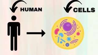 Human Cells  5th Grade Education For Kids [upl. by Nicoli]