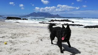 Belgian Shepherd Groenendael  Ravens first year  May 2019Feb 2020 [upl. by Lenra]