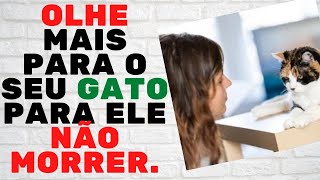 SEU GATO PODE ESTAR MORRENDO E VOCÊ NÃO SABE DISSO  Vida de Gato [upl. by Hoo]