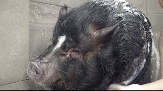 Dramatic Pot Belly Pig at the dog groomers [upl. by Kazimir765]