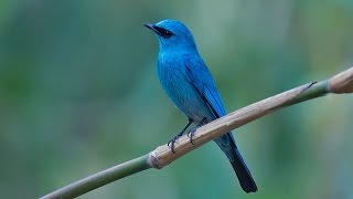 Verditer Flycatcher Male A Bird Video [upl. by Ariella]