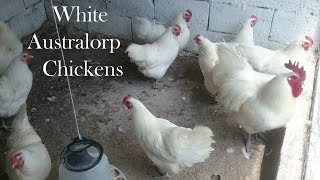 White Australorp Chickens Australorp Australorpchicken Australorpchickens [upl. by Atipul653]