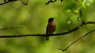 Śpiew zięby 🔅 Chaffinch singing [upl. by Asserat]