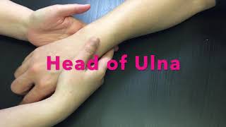 Palpation of bony landmarks on distal Radius and Ulna [upl. by Herson]