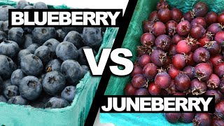 Homegrown Juneberries Better than Blueberries [upl. by Lewse585]