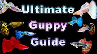 The Ultimate Guide to Guppy Care and Breeding [upl. by Einaffyt]