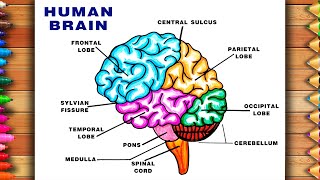 How To Draw Human Brain Diagram  Labelled Diagram of Human Brain  Easy Brain Diagram  Brain [upl. by Tricia240]