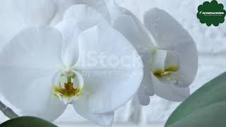 quotWhite Egret Orchid Natures Elegancequot [upl. by Notnroht]