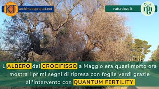 La Rinascita degli Ulivi in Puglia Il Miracolo di Quantum Fertility [upl. by Gorges477]