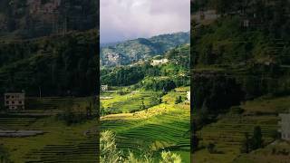 Terrace Farming shorts short ytshorts travel explorenepal nature trending mountains hills [upl. by Narag115]