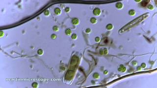 Pond Scum Under the Microscope [upl. by Ttsepmet]