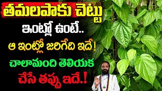 తమలపాకు చెట్టు ఇంట్లో ఉంటే ఆ ఇంట్లో జరిగేది ఇదేTamalapaku Chettu Intlo Undavacha positivity [upl. by Alius]