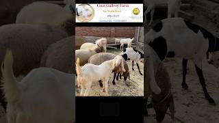 Goat Deworming  shorts ytshorts goatgalleryfarm [upl. by Nirat]