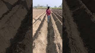 ganna15023 prajati ke planting karte hue [upl. by Leksehcey]