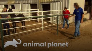 Visita Equina del Veterinario  Dr Jeff Veterinario  Animal Planet Latinoamérica [upl. by Puff]