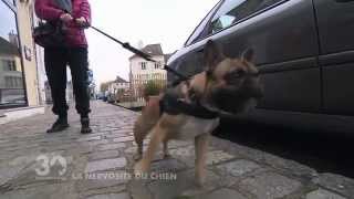 Chien en promenade  comment calmer son agitation [upl. by Acinna]