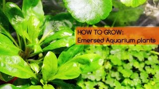 HOW TO GROW Emersed Aquarium plants Basics [upl. by Aninay]