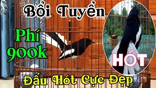 311 Choè Bổi Tuyển Trên Bản Bộ Khủng Xoè Cực Đẹp Hót Bao Phê hàng Siêu VIP [upl. by Banwell]