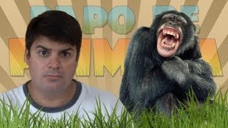 Afinal o homem descende do macaco [upl. by Anwahsad398]