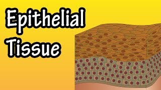 Epithelial Tissue  What Is Epithelial Tissue  Functions Of Epithelial Tissue  Epithelial Cells [upl. by Gabe422]