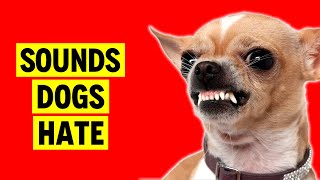 Sounds Dogs Hate All Time  Sounds That Annoy Dogs [upl. by Jovita]