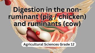 Digestion in the non ruminant pig chicken and ruminants cow [upl. by Ancell]