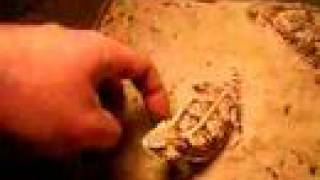 Regal Horned Lizard responds to physical contact  The Soceity for Horned Lizard Preservation [upl. by Noryt102]