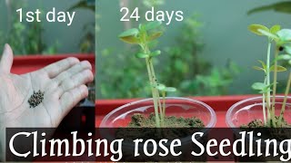 How to grow Climbing rose from Seed With Update  Winter Seedling [upl. by Rebbecca868]