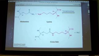 Transglutaminase main reaction crosslinking or transamidation by Kevin Ahern [upl. by Ycnan]