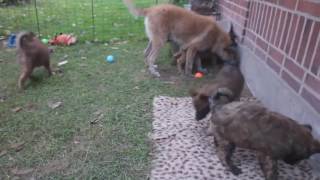 Belgian Shepherd  GroenendaelTervurenMalinoisLaekenois  Difference Explainedmp4 [upl. by Dickson]