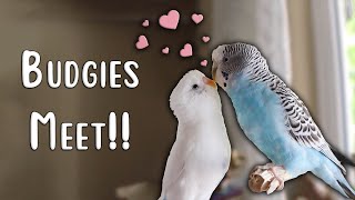 Two Budgies Meeting FIRST TIME  Introducing Parakeets To Each Other  Sugar and Berry [upl. by Enyedy]