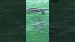 Manatees swimming in Florida florida manatee [upl. by Dennis]