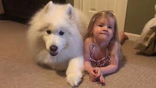 Lexi the Samoyed and Sister Nika Howl [upl. by Hy]