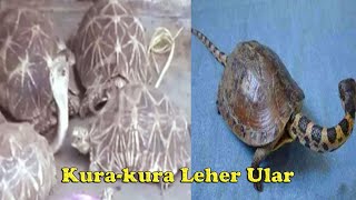 Aneh dan Langka Kura Kura Leher Ular [upl. by Ellesor747]