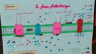 La phase photochimique de la photosynthèse [upl. by Suhploda195]