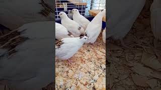 WHITE TEXAS COTURNIX QUAIL Best Quail Breeds as Pets and for Eggs My Quail Keeping Hobby quail [upl. by Attirb]