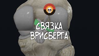 Связка Врисберга 3D Анатомия [upl. by Tecla]