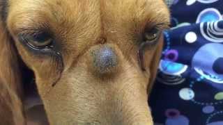 PUScam K9 with sebaceous cyst lanced on bridge of nose in SloMo [upl. by Ashraf]