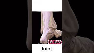 3d bone anatomy bone viralvideo anatomy [upl. by Ted648]